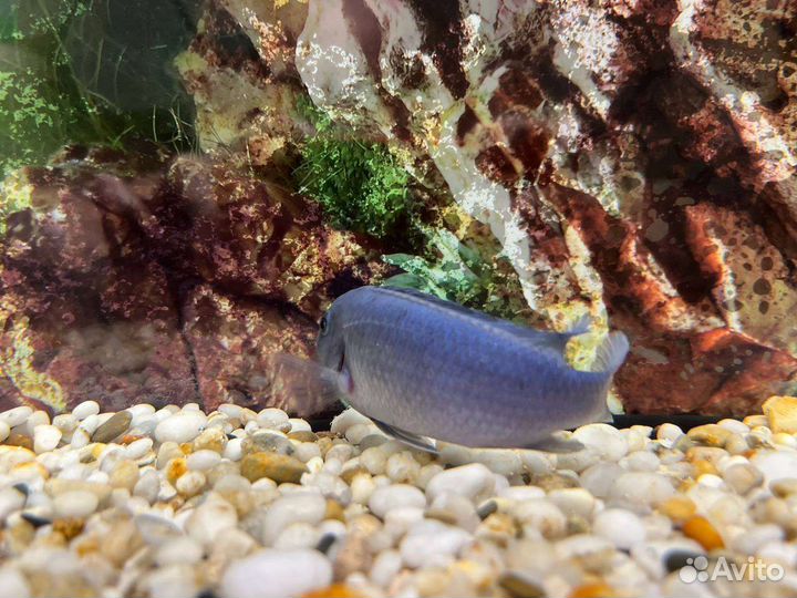 Рыбки Цихлиды, Голубая зебра самец