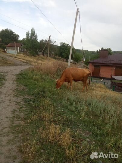 Корова дойная