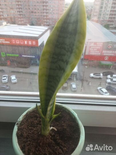 Сансевиерия(тещин язык)