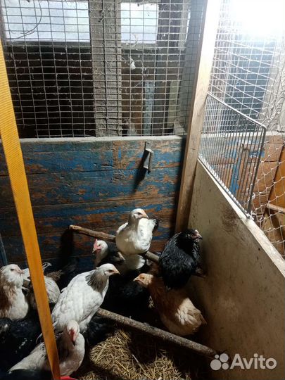 Куры молодки