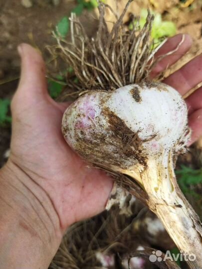 Озимый чеснок 20 сортов. Шадейка,Любаша