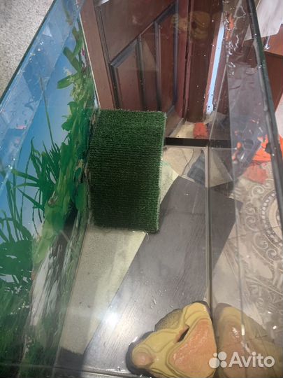 Аквариум для черепах 50 литров