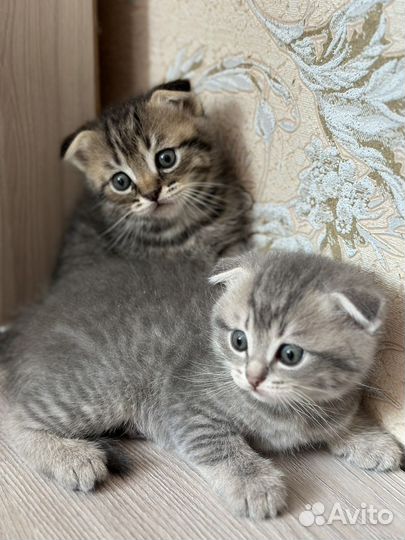 Шотландские вислоухие котята