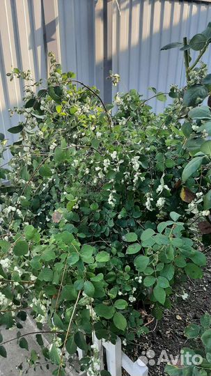 Снежноягодник