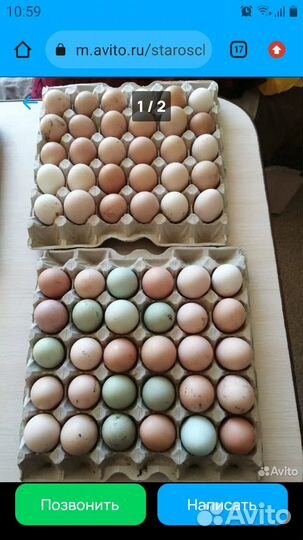 Домашние яйца,и голубые яйца для инкубации