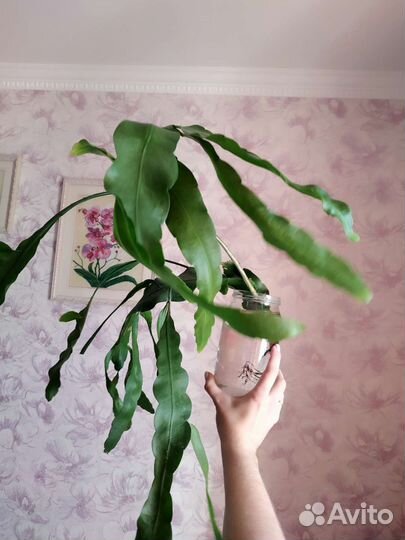 Эпифилум (огромная веточка)