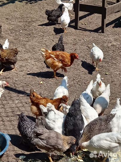 Куры разных пород