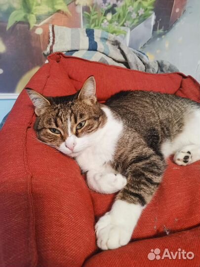 Лежанка для кошек