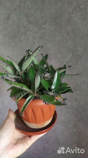 Каланхоэ (чихунчик)