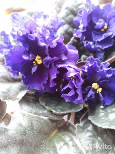 Фиалки. Герань (черенки). Педилантус. Бегония