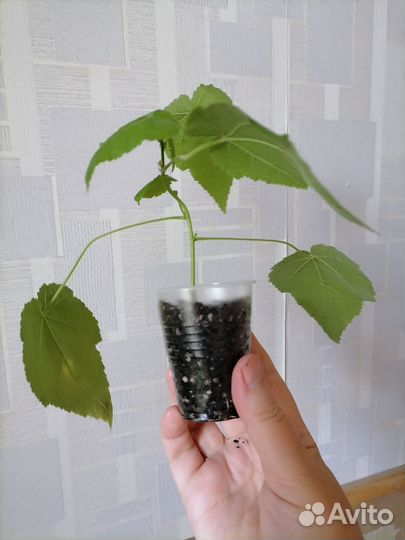 Абутилон Белла Ред, комнатный клен