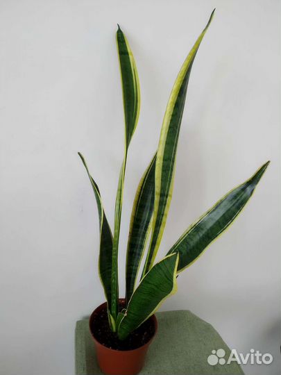 Сансевиерия, Замиокулькас