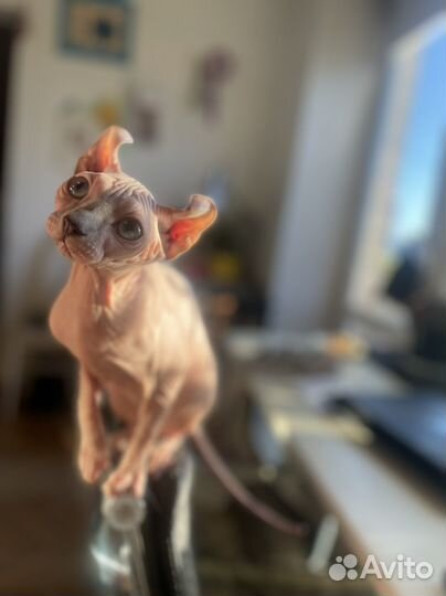 Котенок эльф