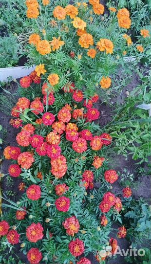 Рассада острого перца