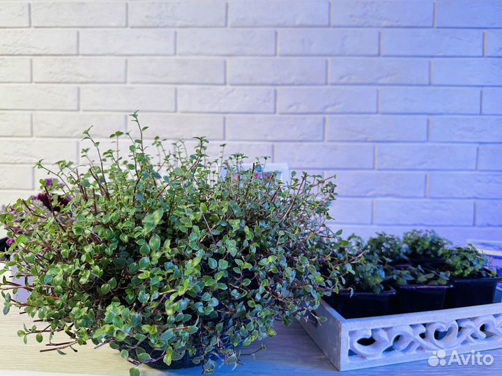 Каллизия многолетнее растение