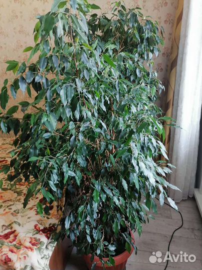 Фикус Бенджамина