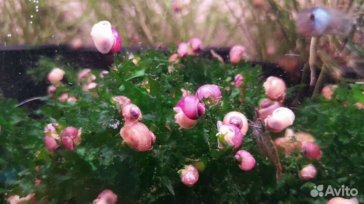 Аквариумные рыбки