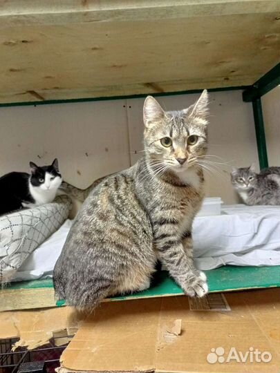 Русская голубая и другие от года