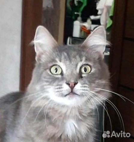 Кошечка Адель