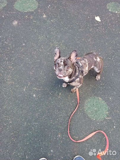 Выгул собак и передержка, зооу няня