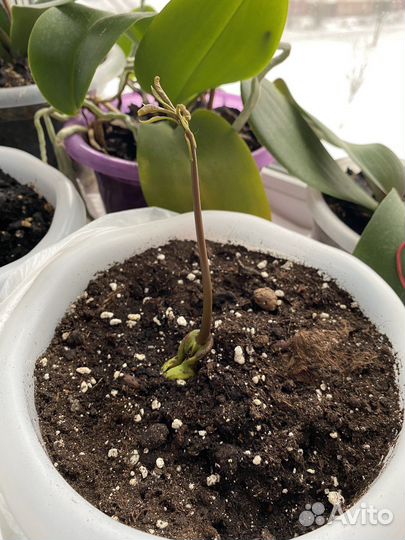 Саженцы манго