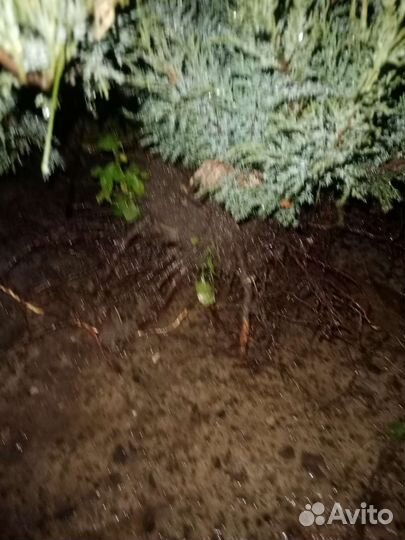 Можжевельник