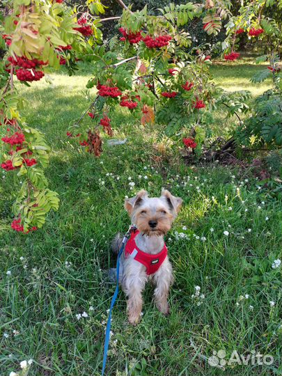 Йоркширский терьер вязка мальчик
