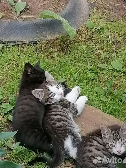 Два красивых котика