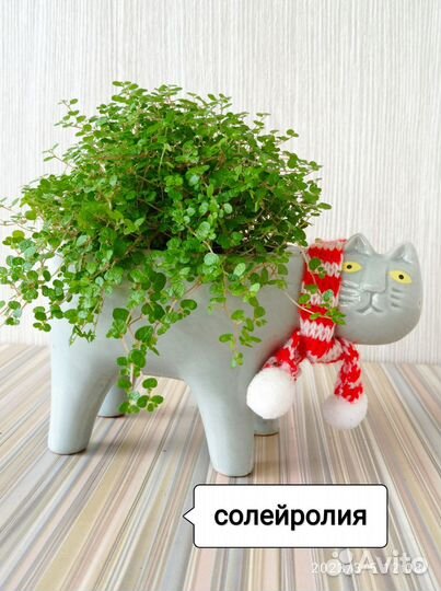 Солейролия