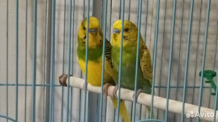 Волнистый попугай