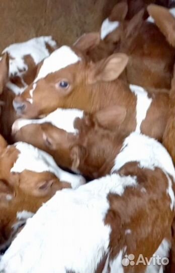 Телята бычки