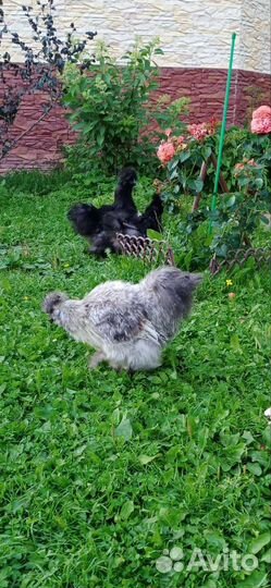 Цыплята Китайской Шелковой/ Петухи. Утак Индоутки