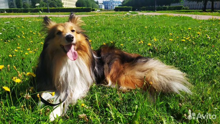 Передержка животных