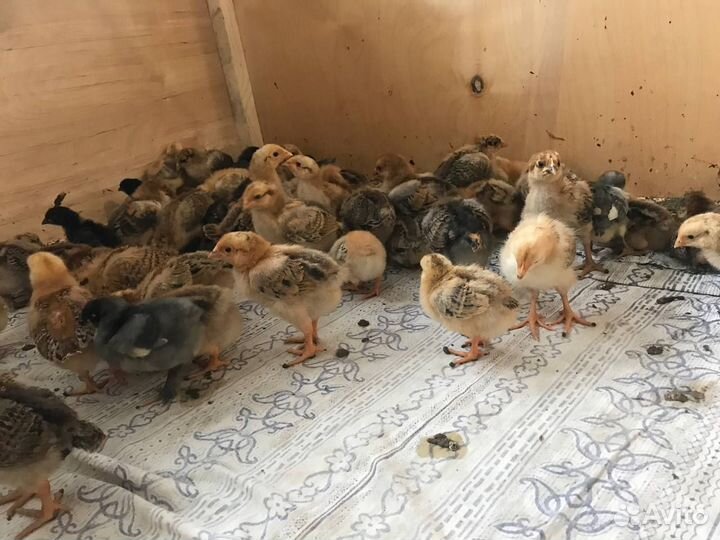 Цыплята