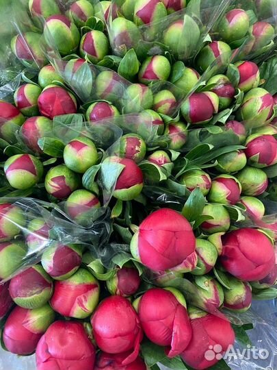 Пионы букет цветы