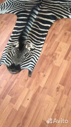 Шкура зебры