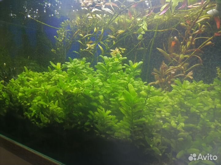 Растения для аквариума