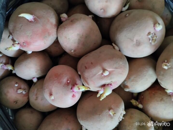 Семенной картофель