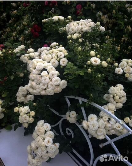 Роза Артемис