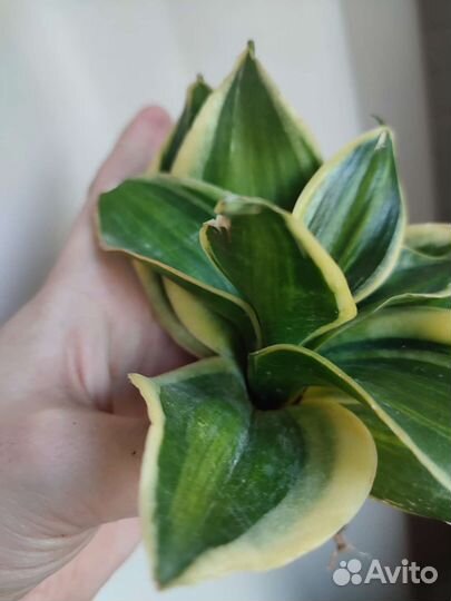 Сансевиерия ханни Пагода стриата вар. Крем, Крео