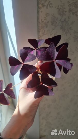 Комнатные цветы