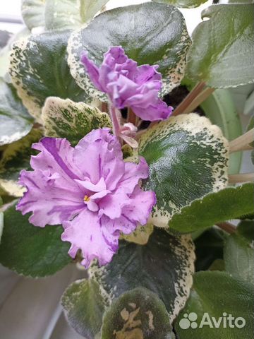 Фиалки продажа