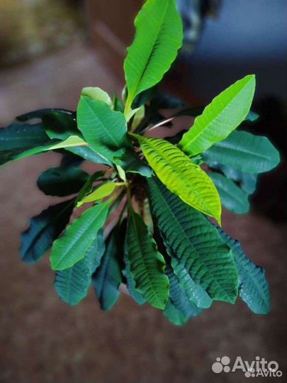 Цветок Молочай