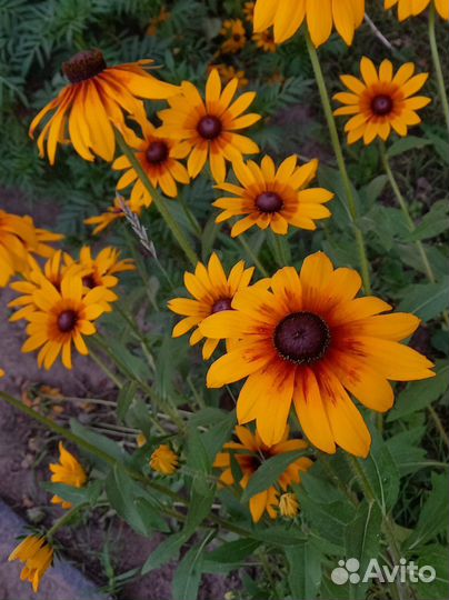 Многолетки : Рудбекия, Дельфиниум,хризантема