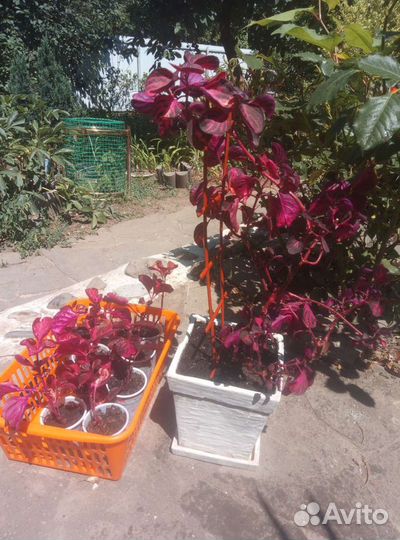 Ирезине, Кливия,Рео,Алоэвера,Хлорофитум,Синадениум