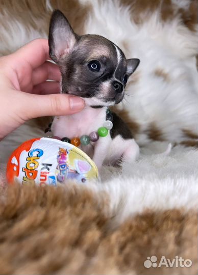 Супер Микро Мальчишка Чихуахуа