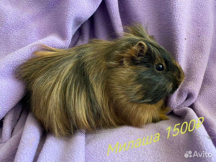 Морские Свинки мальчики и девочки