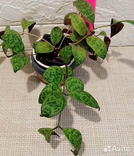 Эсхинантусы, кодонанта