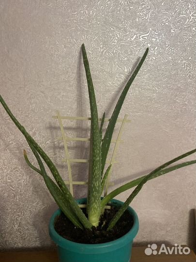 Антуриум Намора