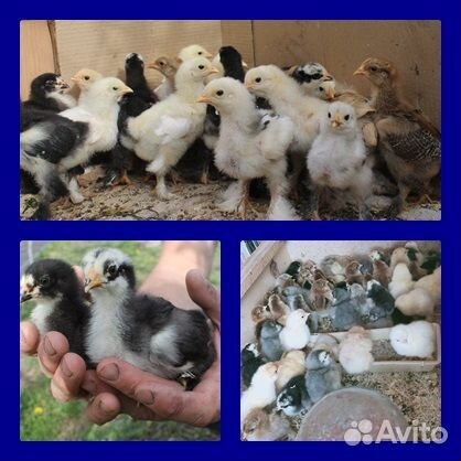 Цыплята породы Брама